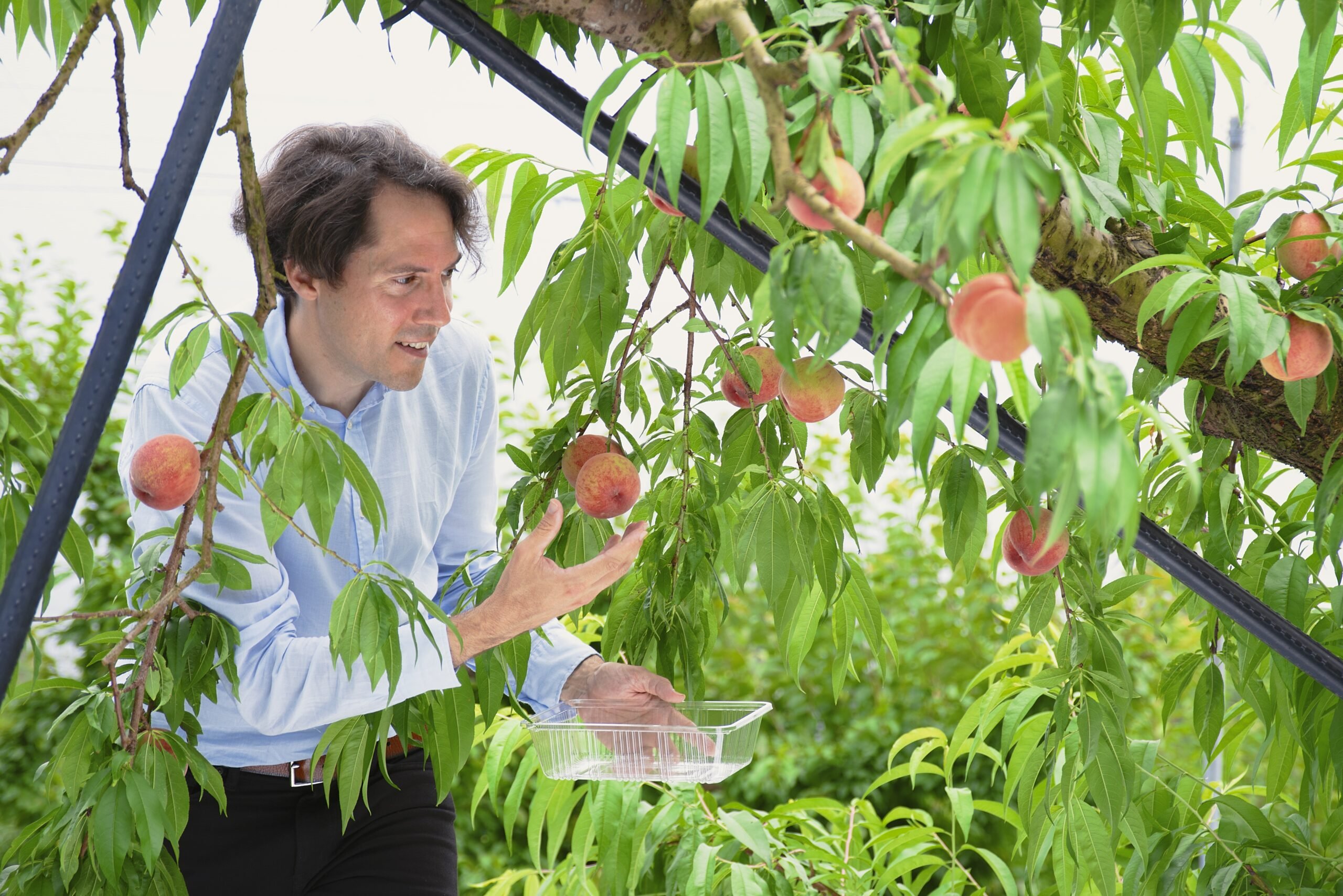 🍎 하마마츠 과일 공원(하마마츠 후르츠 파크 토키노스미카) 이미지 3